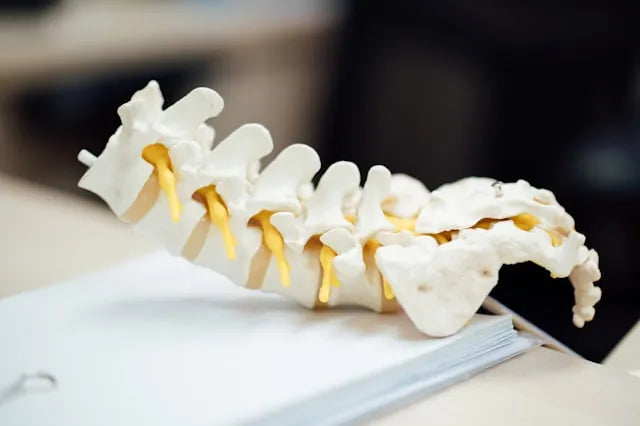 Modelo de columna vertebral
